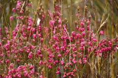 Erica tegulifolia