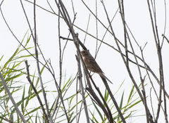 Emberiza leucocephalos