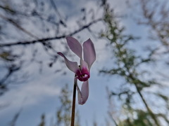 Cyclamen persicum