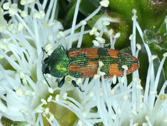 Castiarina hilaris