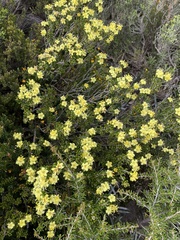 Asterolasia trymalioides