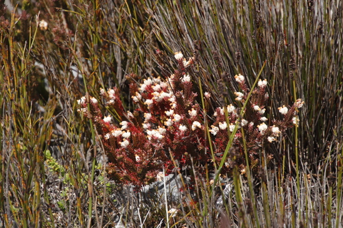 Image of Rockmat Heath (Erica goatcheriana) by (c) Tony Rebelo, some rights reserved (CC BY-SA)