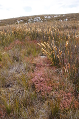 Erica intervallaris intervallaris