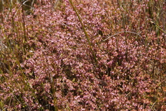 Erica intervallaris intervallaris