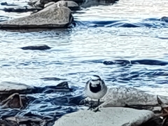 Motacilla alba