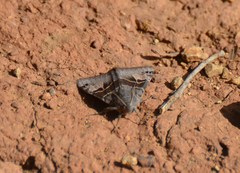 Euclidia ardita