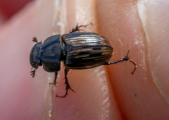 Acrossus luridus