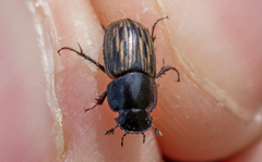 Acrossus luridus