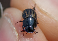 Acrossus luridus