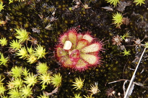 Drosera cuneifolia