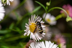 Leucopsina burnsi