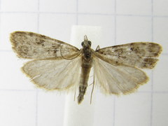 Eudonia albertalis