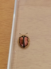 Aethiopocassis cinctidorsum