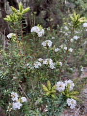 Epacris gunnii