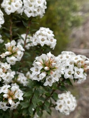 Epacris gunnii