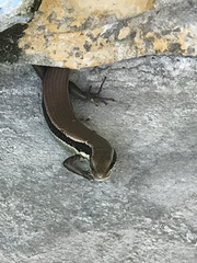 Eutropis longicaudata