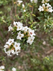Epacris gunnii