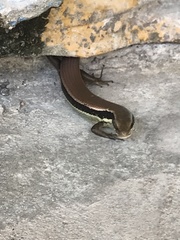 Eutropis longicaudata