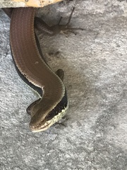 Eutropis longicaudata
