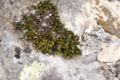 Racomitrium crispipilum