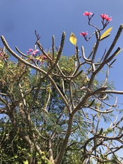 Plumeria