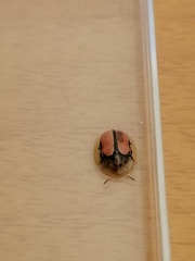 Aethiopocassis cinctidorsum