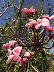 Plumeria