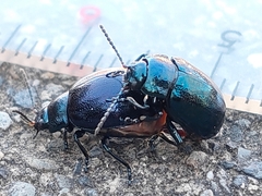 Chrysolina aurichalcea