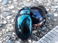 Chrysolina aurichalcea