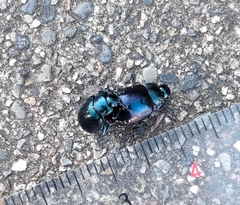 Chrysolina aurichalcea