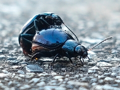 Chrysolina aurichalcea