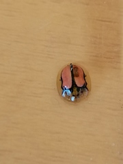 Aethiopocassis cinctidorsum