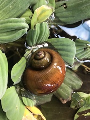 Pomacea