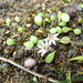 Goodenia heenanii - Photo (c) Arnim Littek, some rights reserved (CC BY), uploaded by Arnim Littek