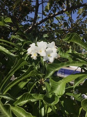 Plumeria
