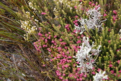 Erica tegulifolia