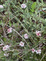 Pimelea alpina