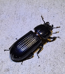 Aulacocyclus