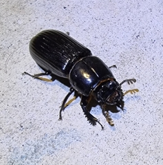 Aulacocyclus