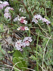 Pimelea alpina