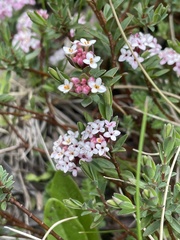 Pimelea alpina