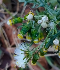 Senecio vulgaris