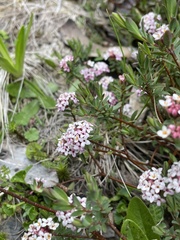 Pimelea alpina