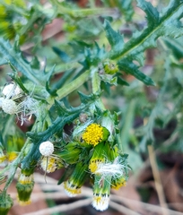 Senecio vulgaris