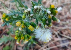 Senecio vulgaris