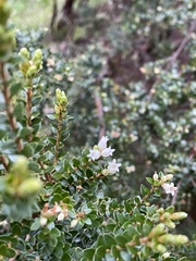 Acrothamnus hookeri