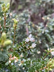 Acrothamnus hookeri