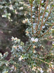 Acrothamnus hookeri