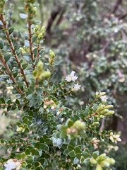 Acrothamnus hookeri