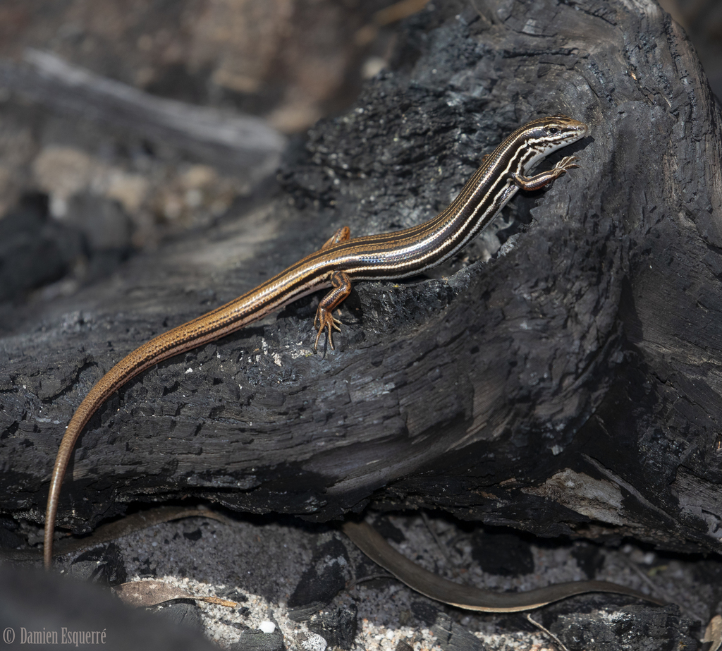 Copper-Tailed Skink